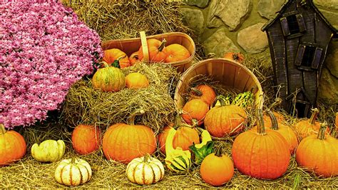 Fall Cornucopia Autumn Thanksgiving Harvest Bumpy Gourds And White