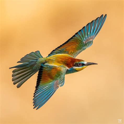 European Bee-eater Flying | Lee's Birdwatching Adventures Plus