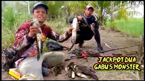 Terasa Mimpi Tapi Ini Nyata Ikan Gabus Melimpah Youtube