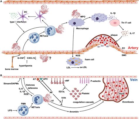 Frontiers Neutrophil Extracellular Traps And Endothelial Dysfunction