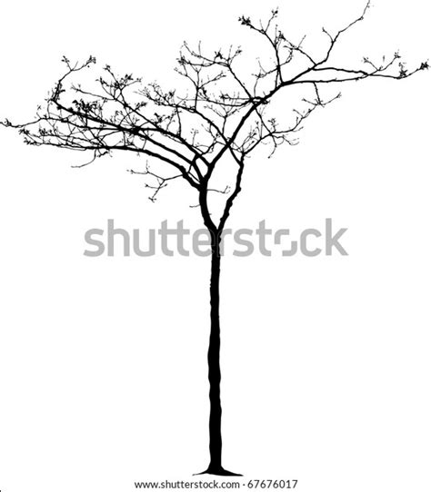 Vector Drawing Small Naked Winter Tree Stock Vector Royalty Free