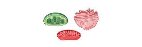 Cell Organelle: Definition, Types, and Function