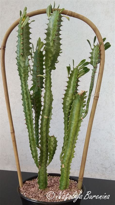 Молочай трехгранный (Euphorbia trigona)