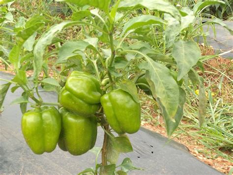Capsicum Green Seed Syed Garden