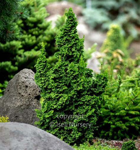 Thuja Occidentalis Islprim Primo® Dwarf Arborvitae Kigi Nursery