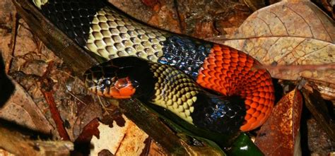 Sonhar Com Cobra Vermelha E Preta O Que Significa - O que significa sonhar com cobra preta? Veja 5 significados