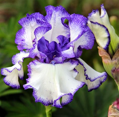 TALL BEARDED IRIS IN THE GARDEN, MAY 20, 2014 - Sowing the Seeds