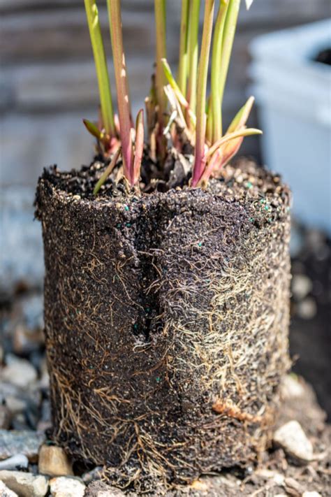 How To Save Potted Perennials Over Winter Protecting Potted Plants