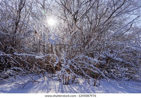 Naked Branches Bushes Trees Winter Note Stock Photo 1245087976 Shutterstock