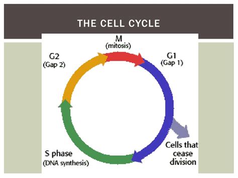 Ppt The Cell Cycle Powerpoint Presentation Free Download Id9282047