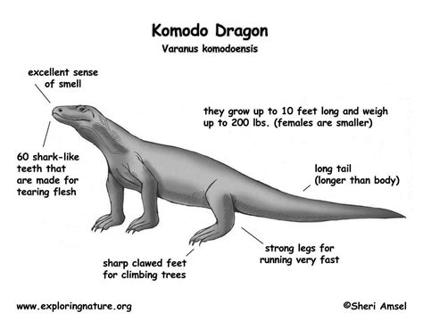 Komodo Dragon