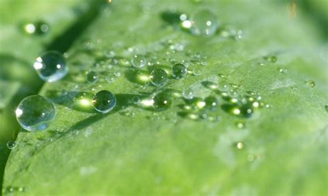 Внесение удобрений по листу: когда время имеет значение - Пестициды.by ...