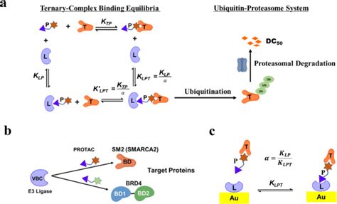 Affinity And Cooperativity Modulate Ternary Complex Formation To Drive