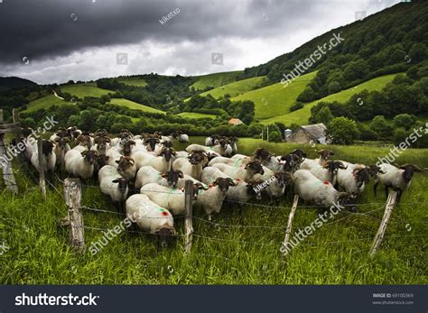 Ovejas En El Redil Imagen de archivo (stock) 69100369 : Shutterstock