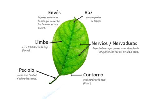 Partes De Una Hoja Y Sus Funciones Resumen Con Esquemas