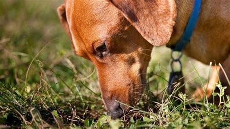 Почему собака ест чужой кал? | ЗооБлог