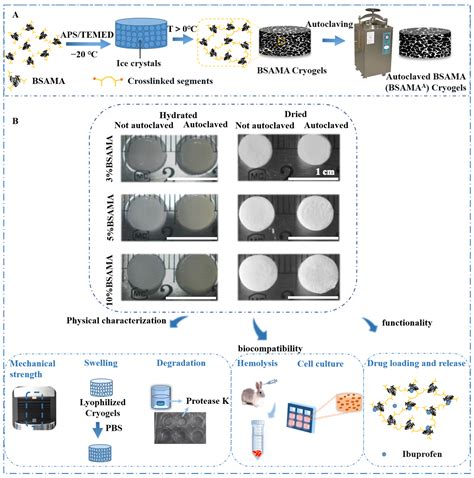 Gels Free Full Text Autoclavable Albumin Based Cryogels With