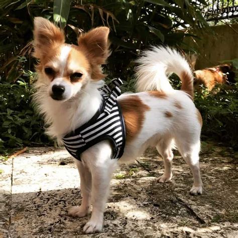 papillon chihuahua mix discover  hidden gem  web