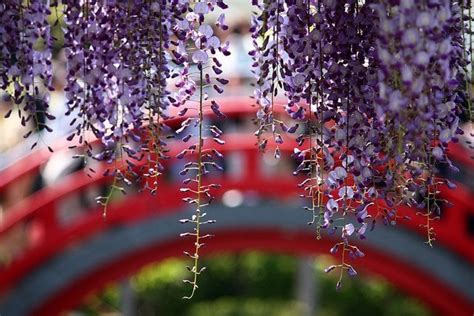 8 Stunning Places To See Wisteria In Japan Kyuhoshi
