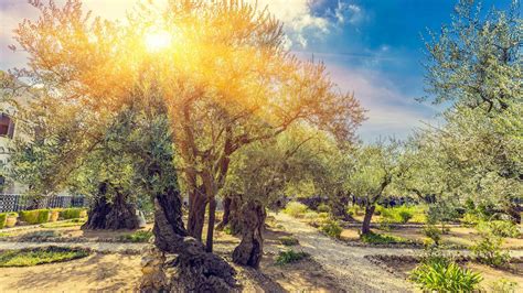 Garden Of Gethsemane Jerusalem Book Tickets And Tours Getyourguide