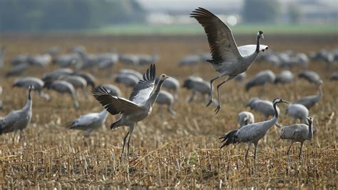 Fonds d écran Troupeau de grues oiseaux 5120x2880 UHD 5K image