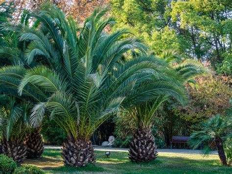 Fusarium Wilt Of Palms Tips On How To Treat Fusarium Wilt In Palm