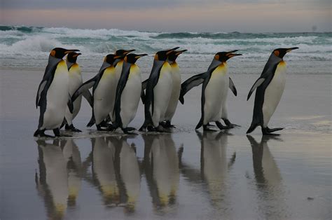 File:Falkland Islands Penguins 02.jpg - Wikimedia Commons