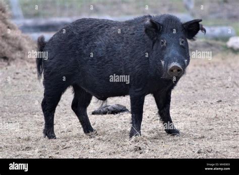 Texas Wild Feral Boar Hi Res Stock Photography And Images Alamy