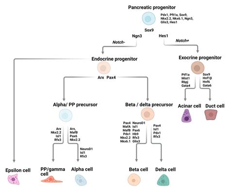 Figure 7 [pancreatic Endocrine Cells Diagram Of ] Endotext Ncbi Bookshelf