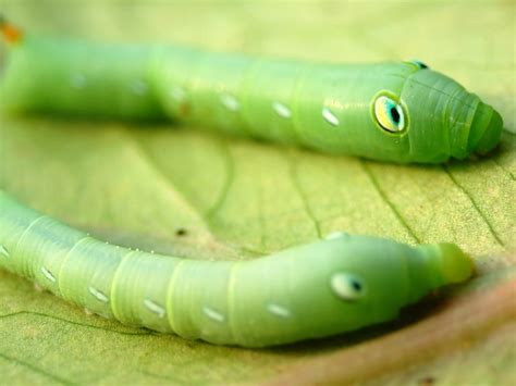 Ulet Lucu by daphotographer on DeviantArt