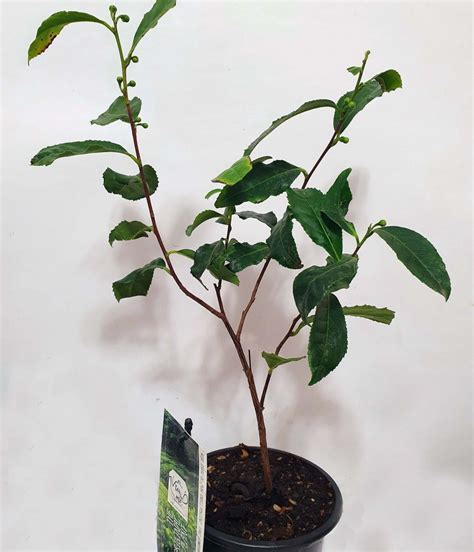 Чай (Camellia sinensis) 30-40 см. кімнатний купити в Дніпрі оптом і в ...