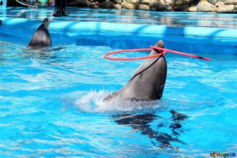 Веселый дельфин (63 фото)