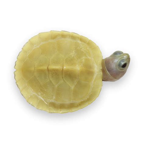 Ghost Red Ear Slider Albino Turtles