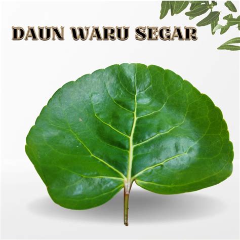 Jual Daun Waru Dapat Menyehatkan Rambut Segar Per Helai Daun Waru