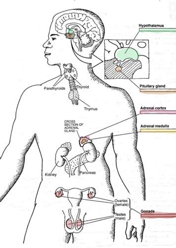 The Endocrine System Flashcards Quizlet