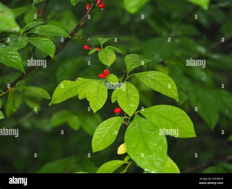 Northern Spicebush Lindera Benzoin Stock Photo Alamy