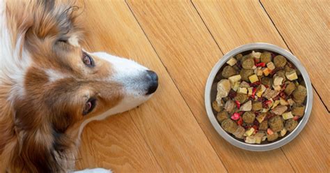 Alimentação é o segmento que mais fatura no setor pet