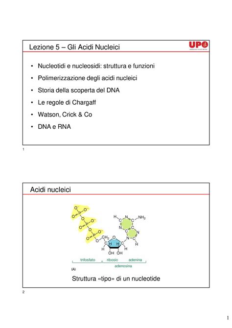 Lezione 5 Acidi Nucleici Lezione 5 Gli Acidi Nucleici Nucleotidi