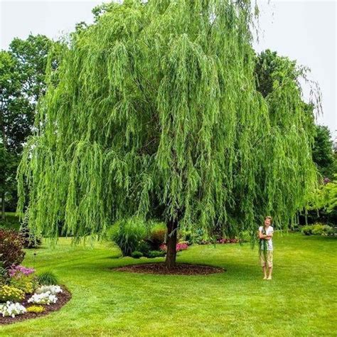 Weeping Willow | Weeping Willow Tree for Sale — PlantingTree.com