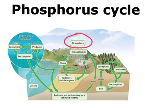 Phosphorus Cycle