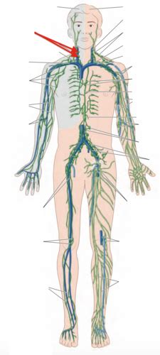 Lymphatic System Flashcards Quizlet