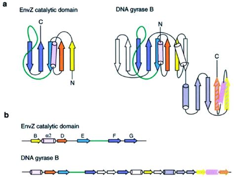 The Envz Catalytic Domain And Dna Gyrase Ba Secondary Structure B Download Scientific