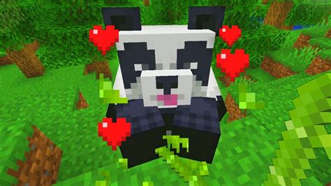 How To Tame A Panda Bear In Minecraft