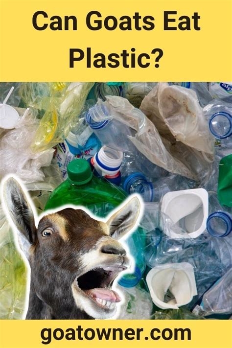 Can Goats Eat Plastic Is Plastic Safe For Goats Goat Owner