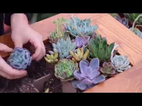 Суккуленты в интерьере квартиры. Идеи для дома и дачи. Два М.К. по ...