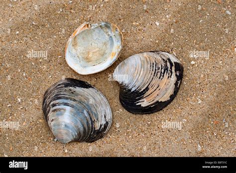 ocean quahog, Icelandic cyprine, mahogany clam, mahogany quahog, black ...