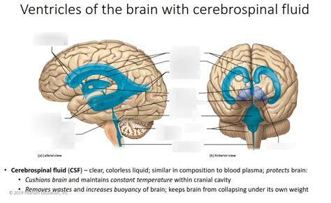 Ventricles Diagram Quizlet