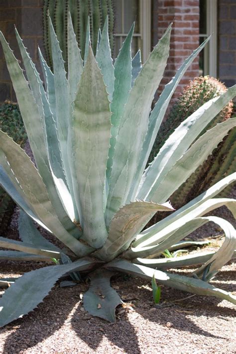 Buy America Agave Century Plant Free Shipping Wilson Bros Gardens