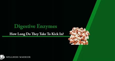 digestive enzymes how long does it take to work