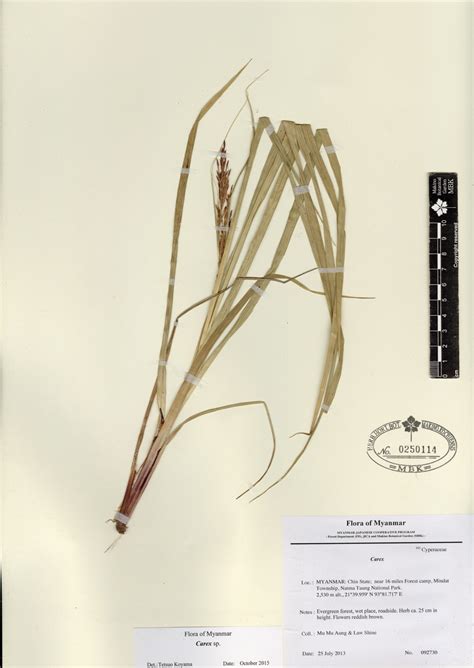 Carex sp. | Myanmar Vascular Plants Database